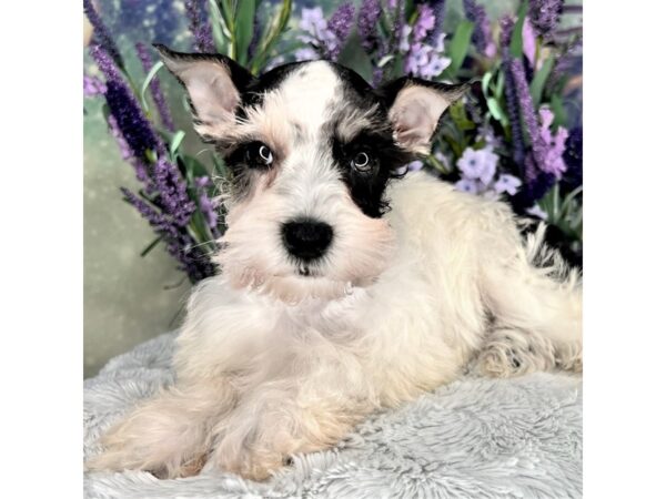 Miniature Schnauzer DOG Female Black / Tan 2469 Petland Lancaster, Ohio