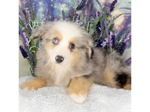 Toy Australian Shepherd DOG Male Blue Merle 2485 Petland Lancaster, Ohio