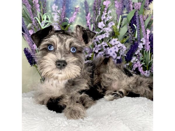 Miniature Schnauzer DOG Female Blue Merle 2484 Petland Lancaster, Ohio