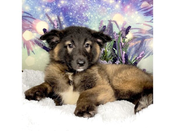 Belgian Tervuren-DOG-Male-Mahogany / Black-2483-Petland Lancaster