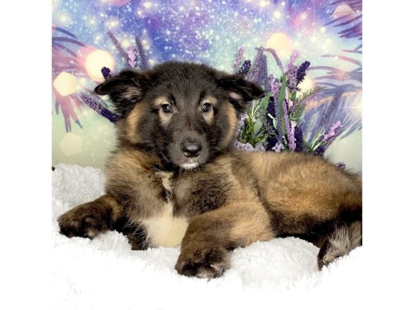 Belgian Tervuren-DOG-Male-Mahogany / Black-2483-Petland Lancaster, Ohio