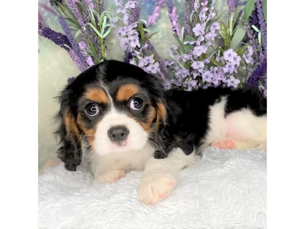 Cavalier King Charles Spaniel DOG Female TRI 2482 Petland Lancaster, Ohio