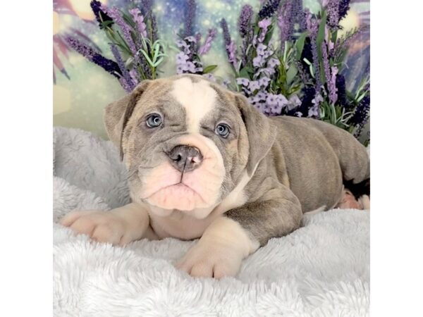 Old English Bulldog DOG Male BLUE MERLE 2481 Petland Lancaster, Ohio