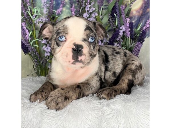 Frenchton DOG Male Blk Merle 2480 Petland Lancaster, Ohio