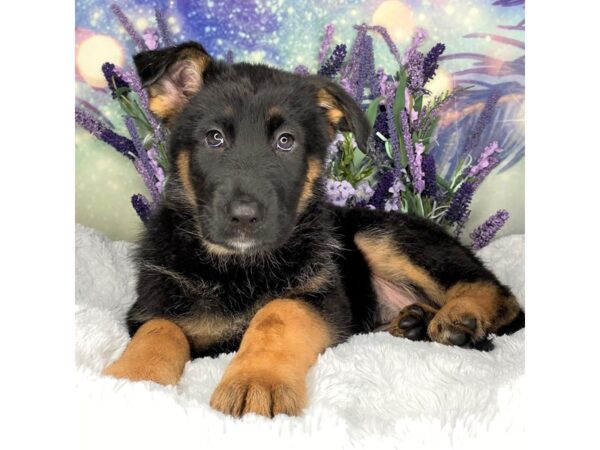 German Shepherd DOG Female Black & Tan 2479 Petland Lancaster, Ohio