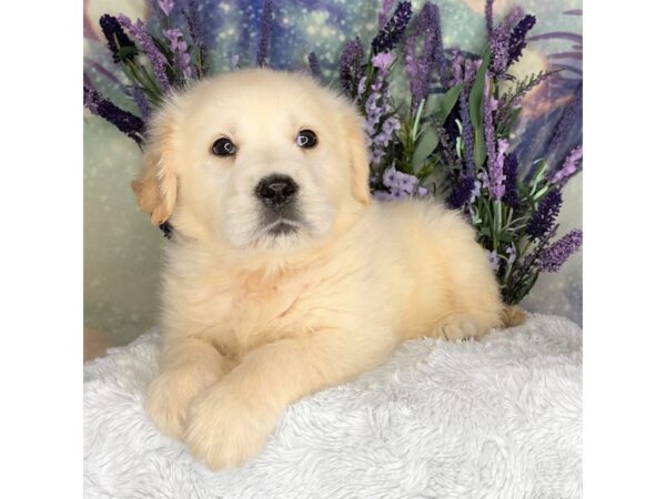 Golden Retriever DOG Male Cream 2478 Petland Lancaster, Ohio