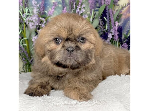 Shih Tzu DOG Female Blue 2476 Petland Lancaster, Ohio