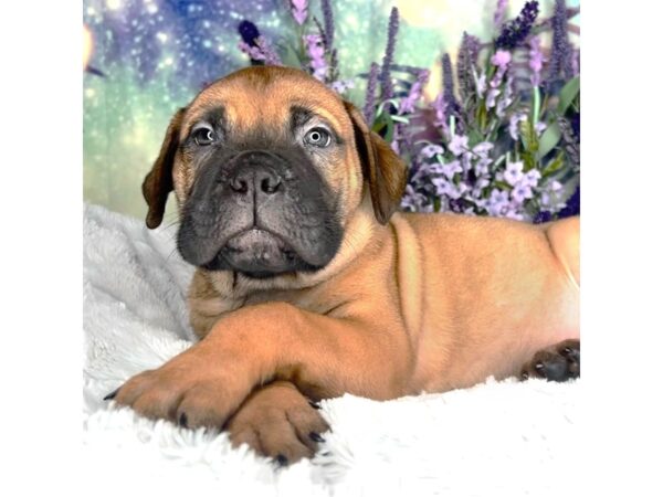 Bullmastiff-DOG-Male-Fawn-2475-Petland Lancaster, Ohio