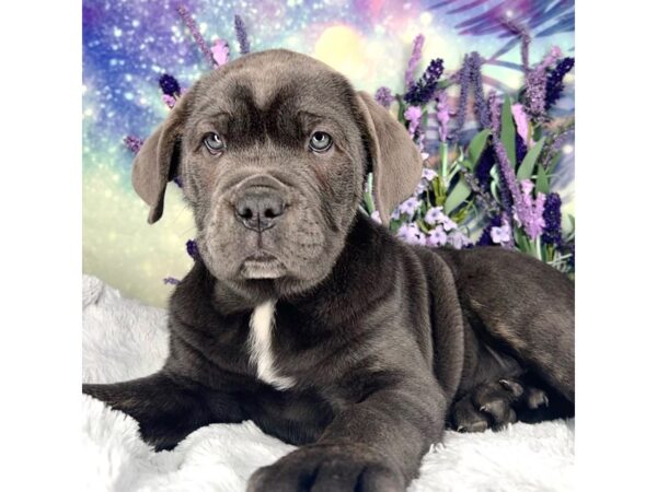 Cane Corso DOG Male Blue 2474 Petland Lancaster, Ohio