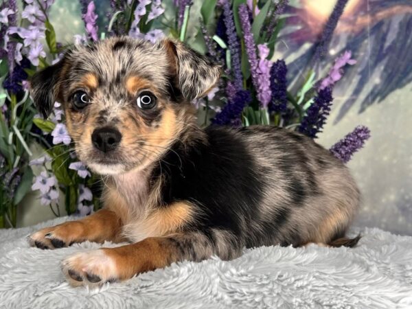 Chihuahua-DOG-Male-BLUE MERLE-2473-Petland Lancaster