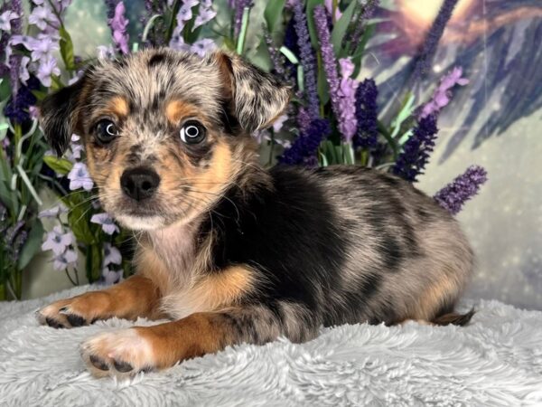 Chihuahua DOG Male BLUE MERLE 2473 Petland Lancaster, Ohio