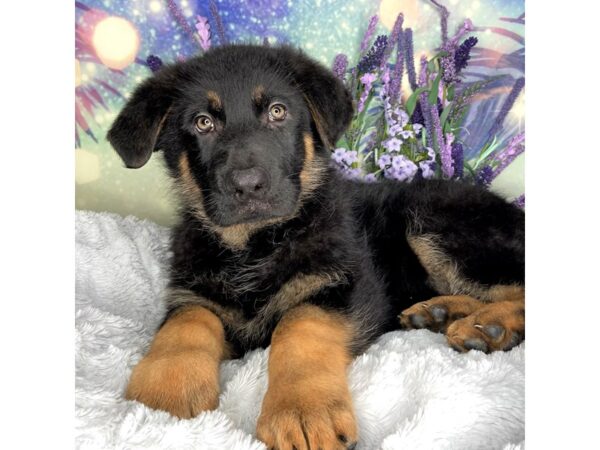 German Shepherd DOG Male Black & Tan 2494 Petland Lancaster, Ohio