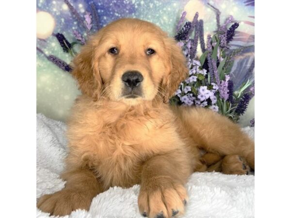 Golden Retriever DOG Female Dark Golden 2493 Petland Lancaster, Ohio