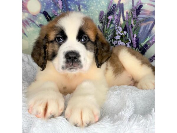 Saint Bernard DOG Male Brown / White 2492 Petland Lancaster, Ohio