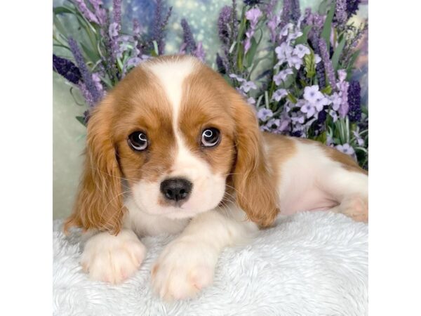 Cavalier King Charles Spaniel DOG Female Blenheim 2491 Petland Lancaster, Ohio