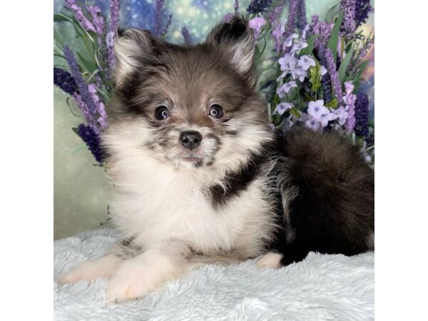 Pomeranian DOG Female Blue Merle 2490 Petland Lancaster, Ohio