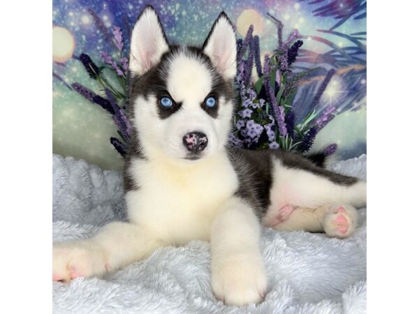 Siberian Husky DOG Male Black / White 2489 Petland Lancaster, Ohio