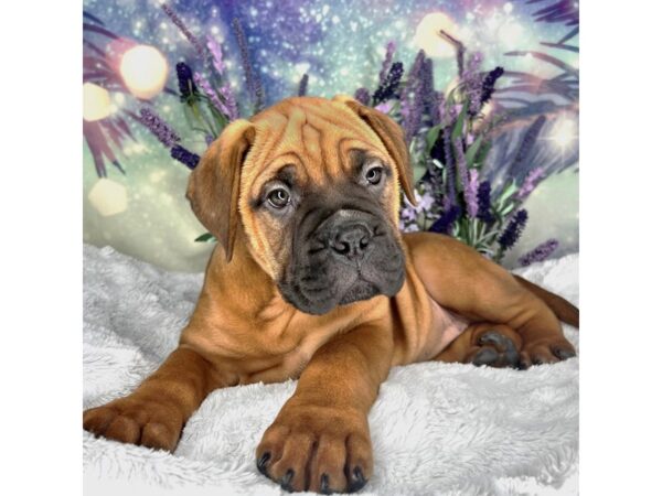 Bullmastiff DOG Female Apricot 2488 Petland Lancaster, Ohio