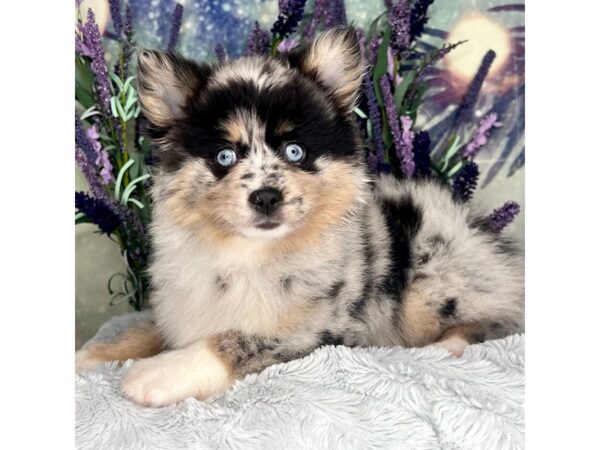 Pomsky 2nd Gen-DOG-Female-Blue Merle-2487-Petland Lancaster, Ohio