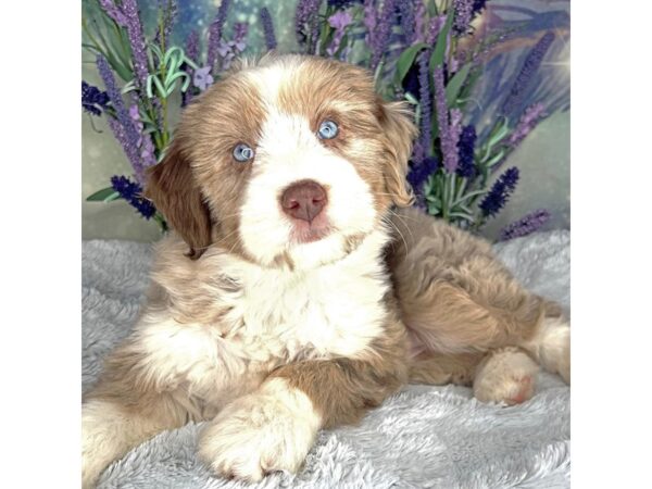 Aussiedoodle Mini-DOG-Female-Red Merle-2486-Petland Lancaster, Ohio