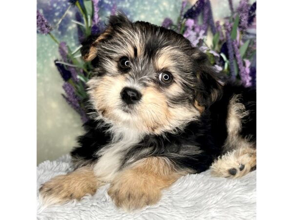 Yorkiepoo DOG Male Black / Tan 2497 Petland Lancaster, Ohio