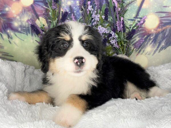 Bernedoodle Mini-DOG-Male-Tri-Colored-2512-Petland Lancaster, Ohio