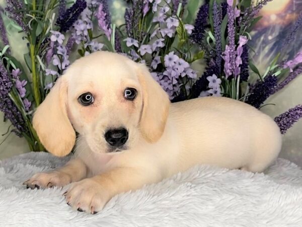 Dachshund DOG Female Cream 2509 Petland Lancaster, Ohio