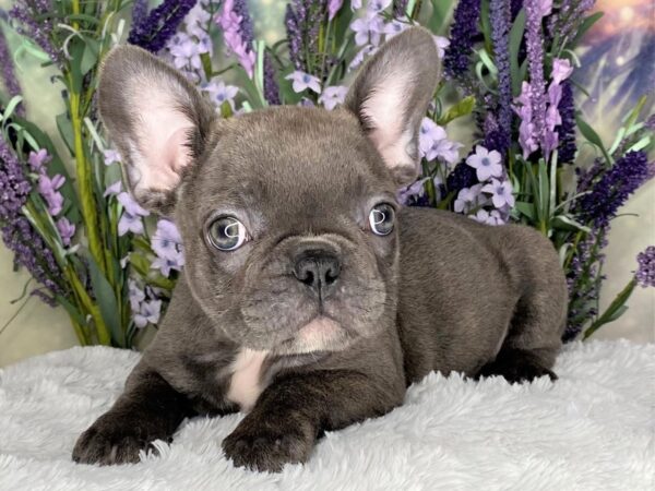 French Bulldog DOG Female Blue 2508 Petland Lancaster, Ohio