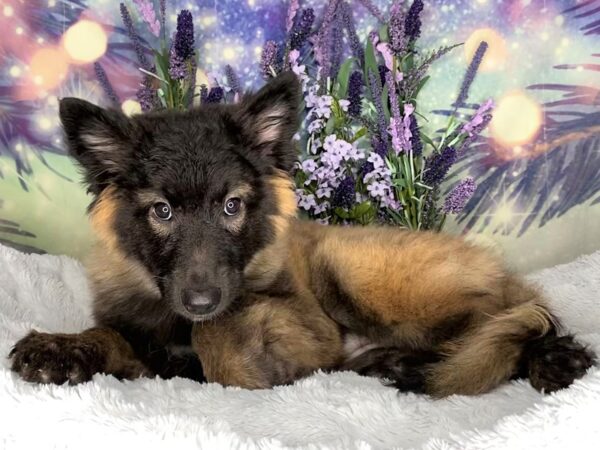 Belgian Tervuren DOG Female Mahogany / Black 2507 Petland Lancaster