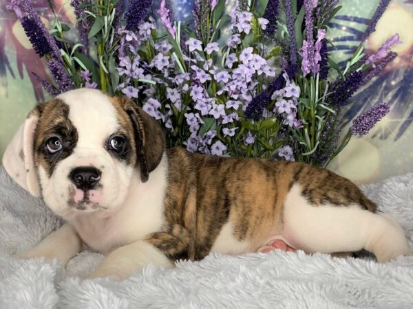 Bull Puggle DOG Female BRN WH 2505 Petland Lancaster, Ohio