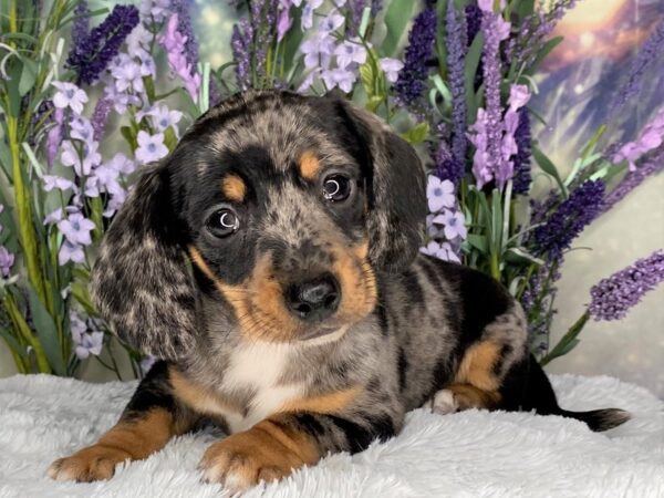 Dachshund-DOG-Male-DAPPLE-2502-Petland Lancaster, Ohio