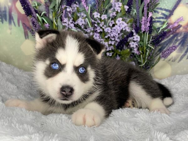 Huskimo 2nd Gen-DOG-Female-BLK WH-2500-Petland Lancaster, Ohio