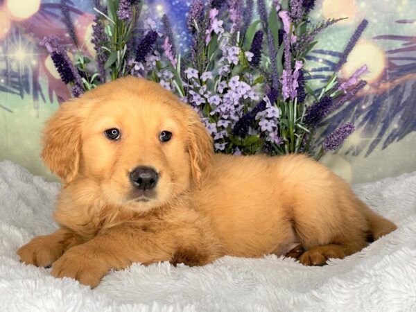 Golden Retriever DOG Female Golden 2499 Petland Lancaster