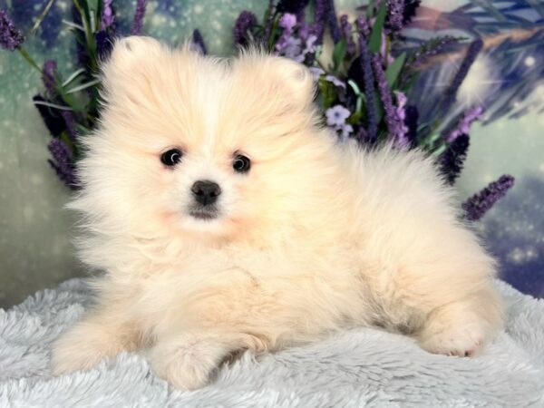 Pomeranian DOG Female Cream 2495 Petland Lancaster