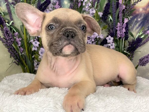 French Bulldog DOG Male FAWN 2506 Petland Lancaster, Ohio