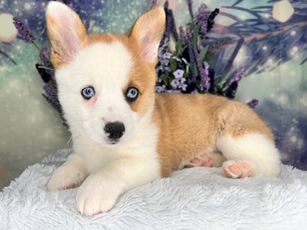 Pembroke Welsh Corgi-DOG-Female-Red-2496-Petland Lancaster, Ohio