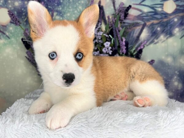 Pembroke Welsh Corgi DOG Female Red 2496 Petland Lancaster, Ohio