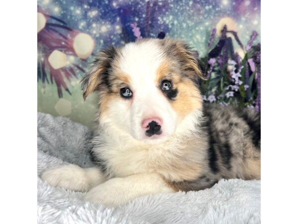 Australian Shepherd DOG Female Blue Merle 2514 Petland Lancaster, Ohio