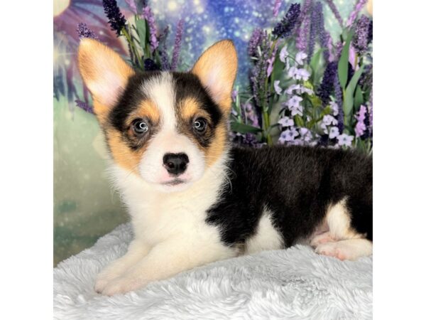 Pembroke Welsh Corgi DOG Male Black 2526 Petland Lancaster, Ohio