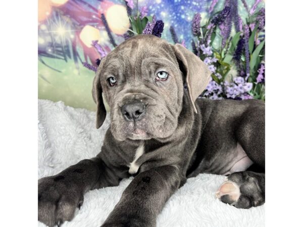 Neapolitan Mastiff-DOG-Male-Blue-2525-Petland Lancaster, Ohio