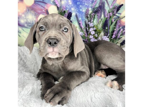 Neapolitan Mastiff DOG Female Blue 2524 Petland Lancaster, Ohio