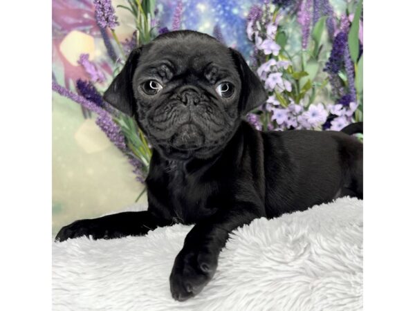 Pug-DOG-Female-BLK-2522-Petland Lancaster, Ohio