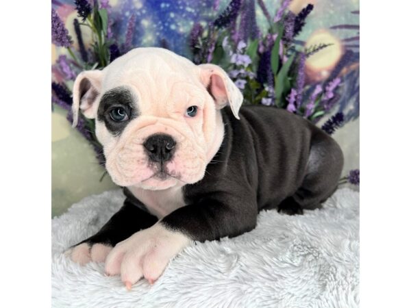 English Bulldog-DOG-Female-BLUE WH-2521-Petland Lancaster, Ohio