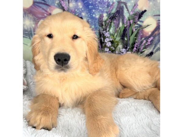 Golden Retriever DOG Female Golden 2520 Petland Lancaster, Ohio