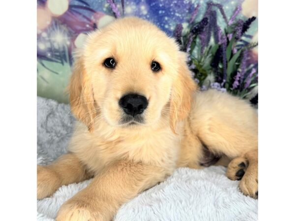 Golden Retriever DOG Male Golden 2518 Petland Lancaster, Ohio