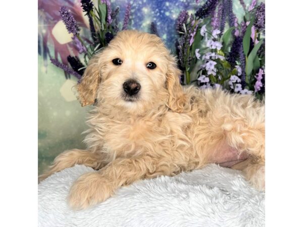 Mini Goldendoodle DOG Female Cream 2516 Petland Lancaster, Ohio