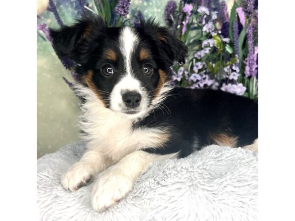 Miniature Australian Shepherd DOG Female Black Tri 2515 Petland Lancaster