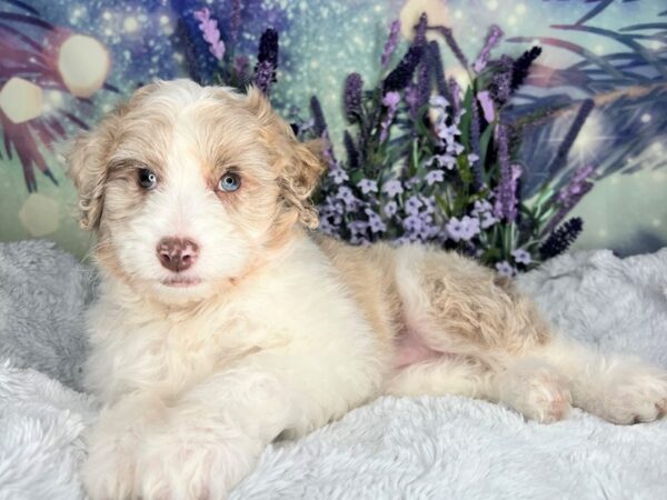 Aussiedoodle Mini DOG Female Red Merle 2513 Petland Lancaster, Ohio