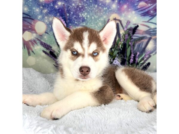 Siberian Husky DOG Female Red And White 2547 Petland Lancaster, Ohio