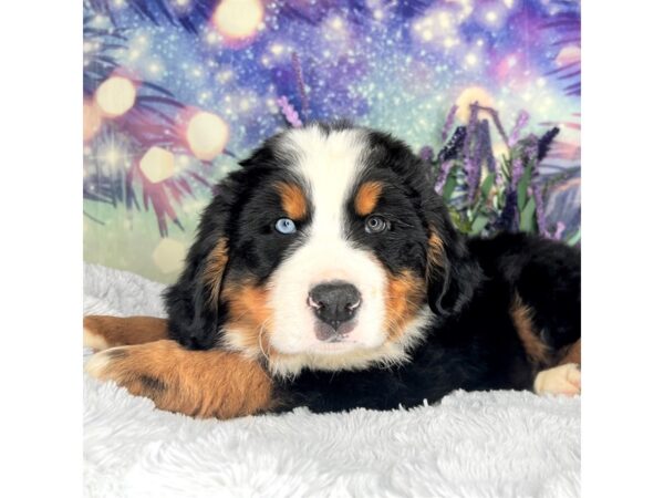 Bernese Mountain Dog DOG Male Tri 2545 Petland Lancaster, Ohio